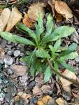 Plant name: Skyblue Aster Symphyotrichum oolentangiense 